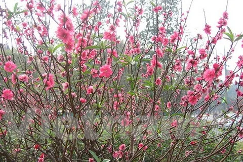 Peach blossoms - the typical flower for Tet in northern Vietnam (Photo: VNA)